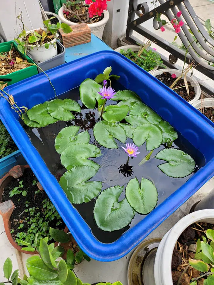 thùng nhựa 500 lít – ứng dụng trong thủy sinh