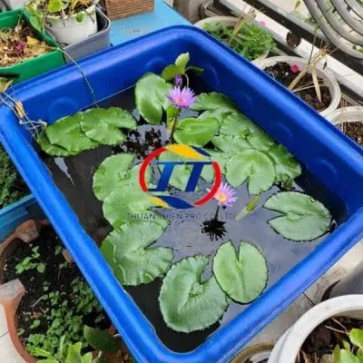 Thùng nhựa 100l ứng dụng nuôi cá trên sân thượng